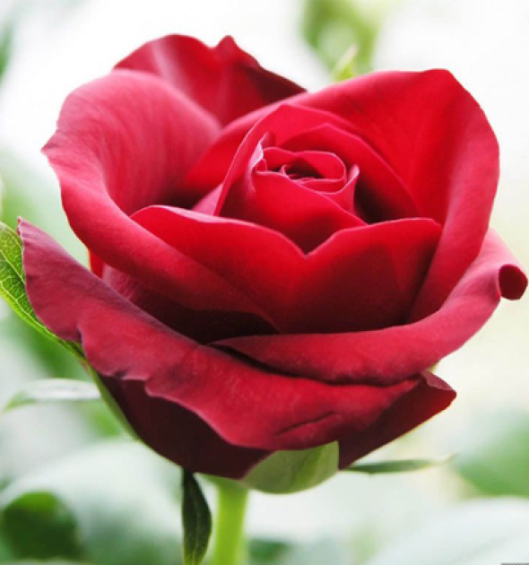 Test tieu de